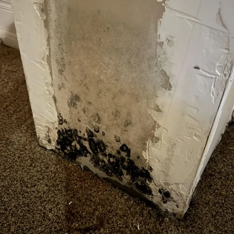 Professional Mold Removal in Carthage, TX